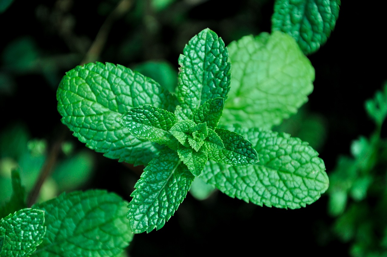 Drying Herbs from Your Garden 101